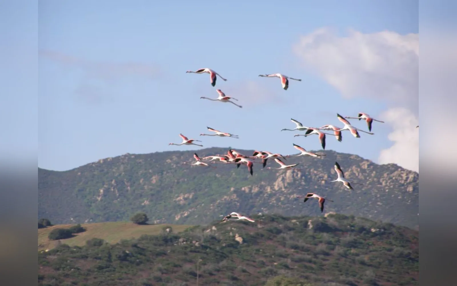 Uno stormo di fenicotteri rosa in volo sopra le colline di Costa Rei